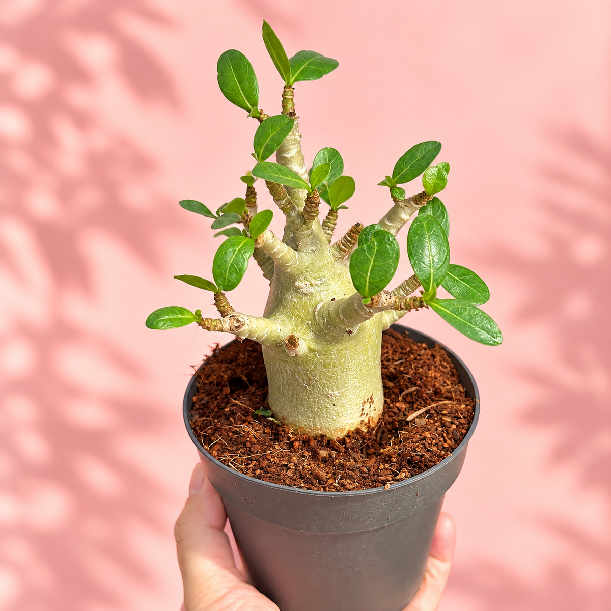 Medium Desert Rose Adenium obesum in 12cm Pot | Mature Caudex Succulent Plant Gift
