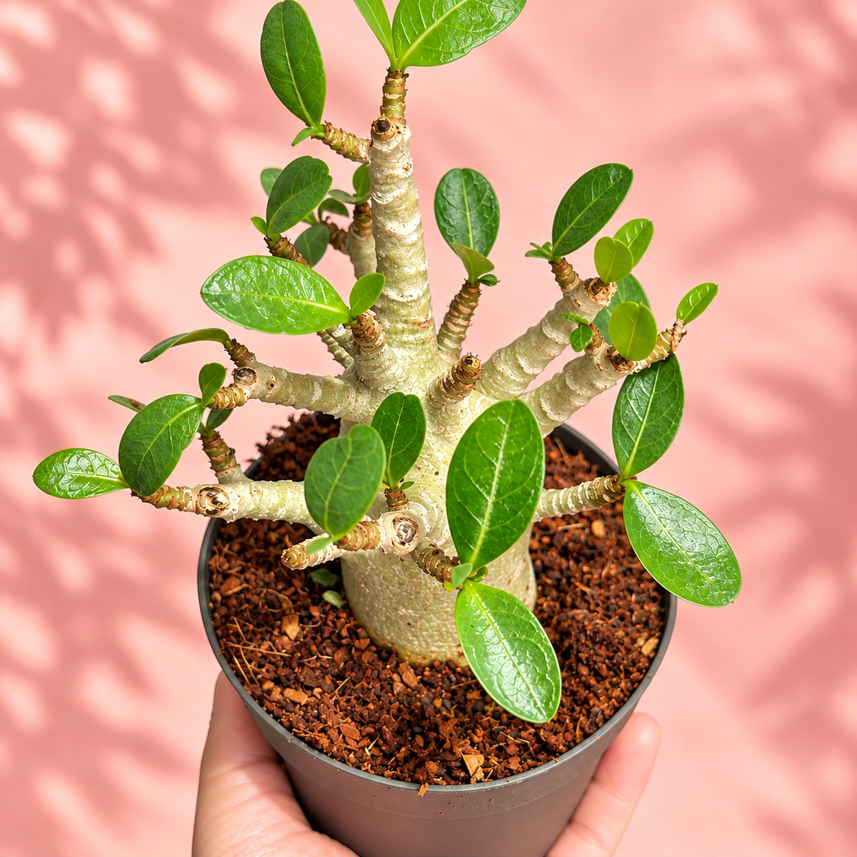 Medium Desert Rose Adenium obesum in 12cm Pot | Mature Caudex Succulent Plant Gift
