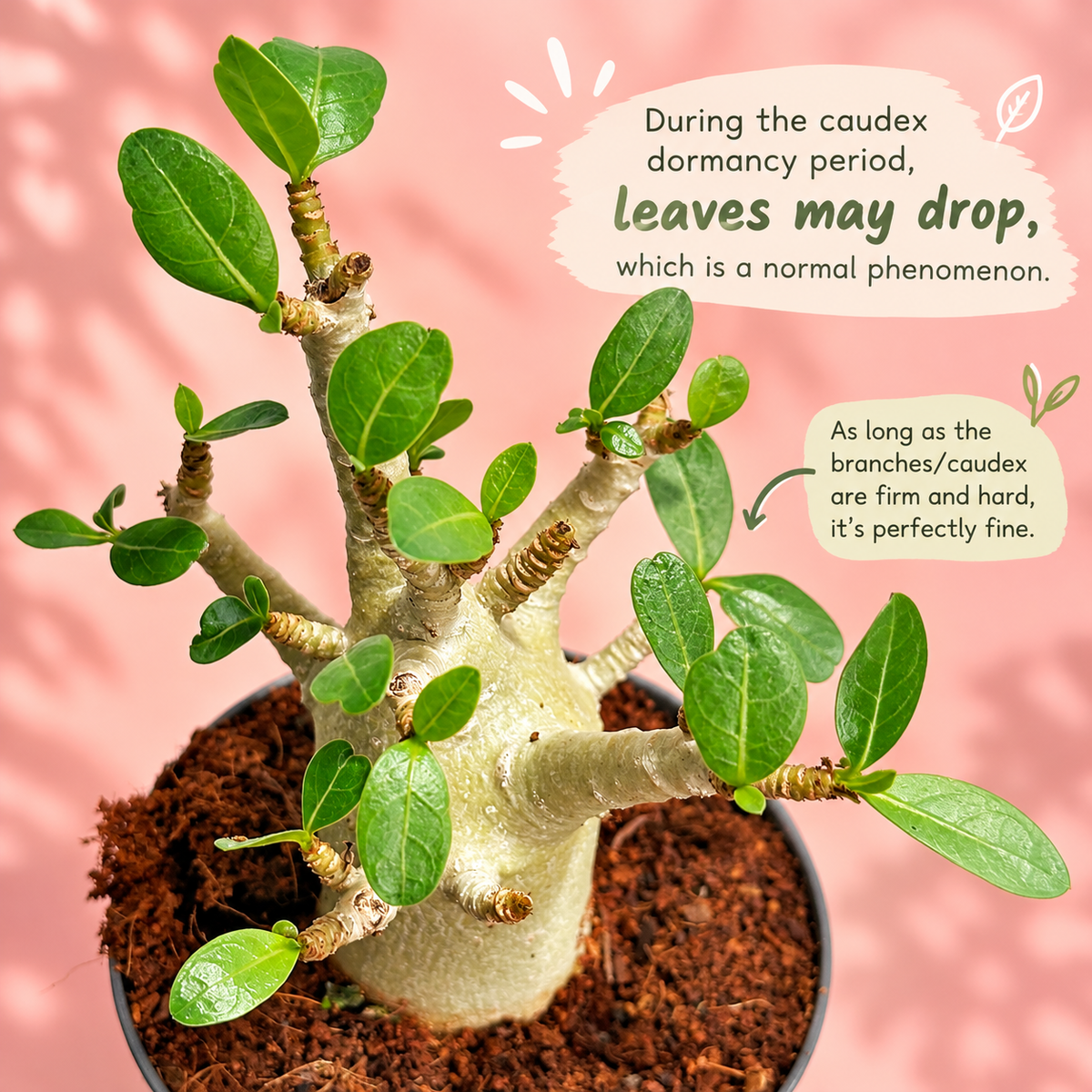 Medium Desert Rose Adenium obesum in 12cm Pot | Mature Caudex Succulent Plant Gift
