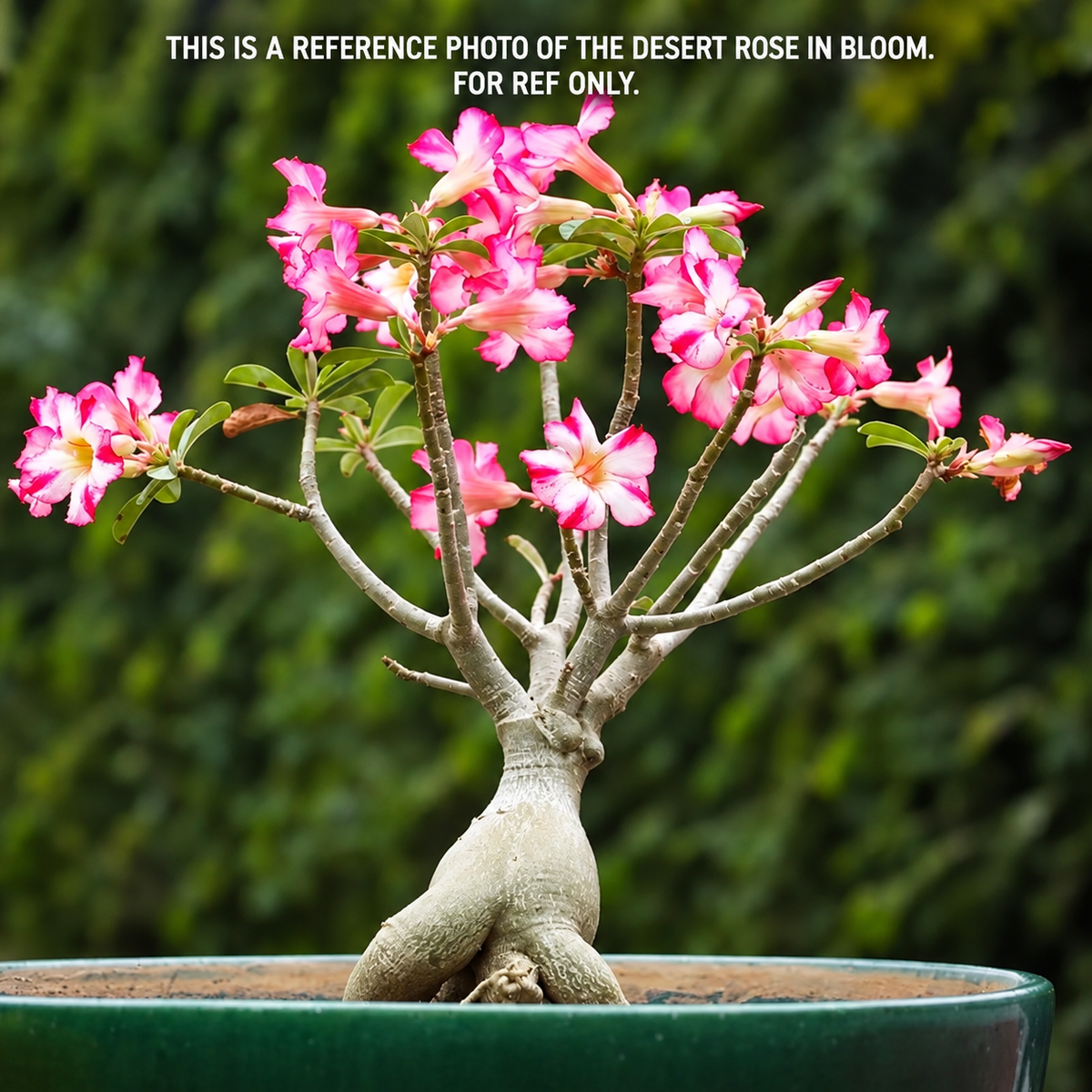Medium Desert Rose Adenium obesum in 12cm Pot | Mature Caudex Succulent Plant Gift
