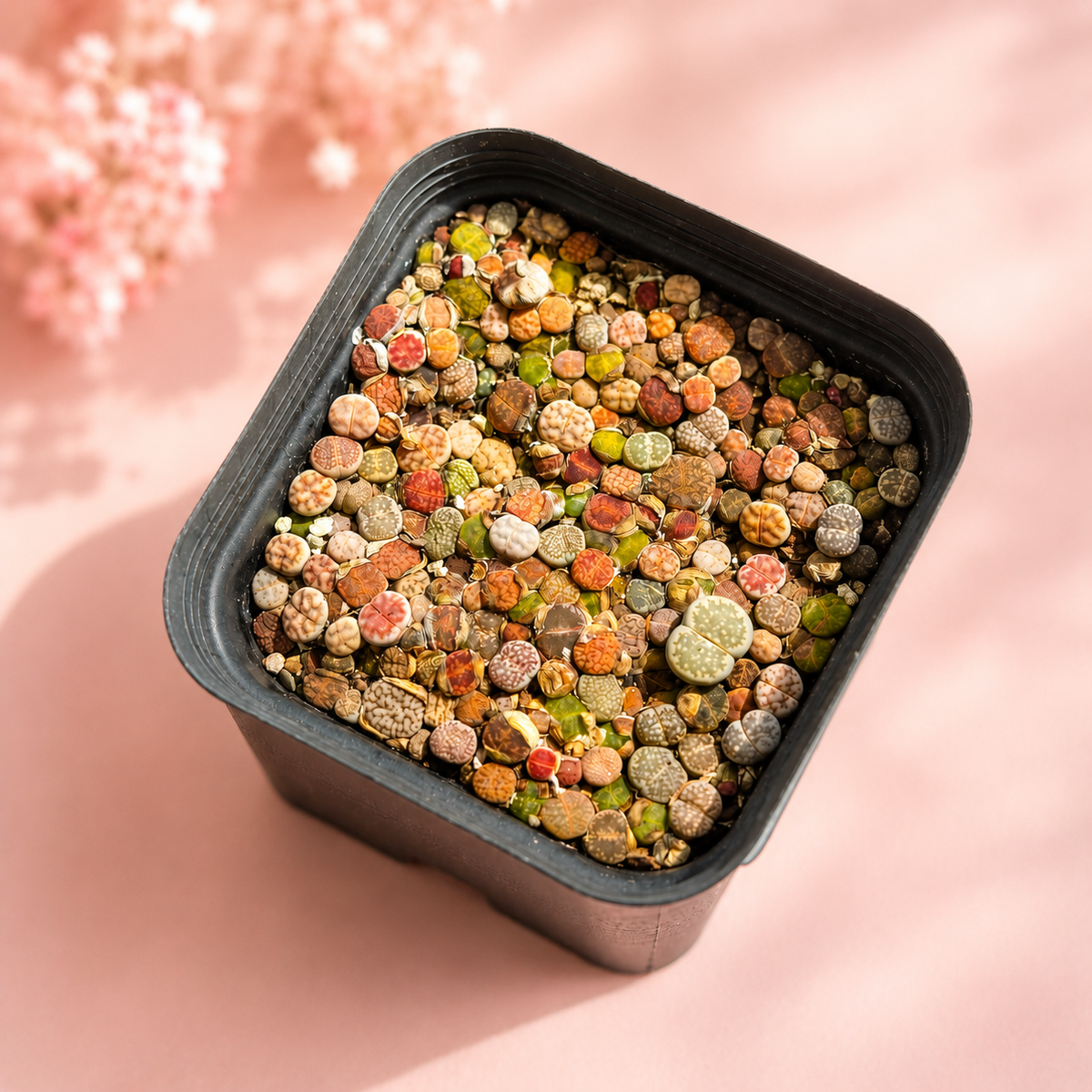Mixed Lithops Living Stones 100–120 Plants in 8cm Pot | Indoor Plant Gift, Housewarming Gift, Christmas Gift