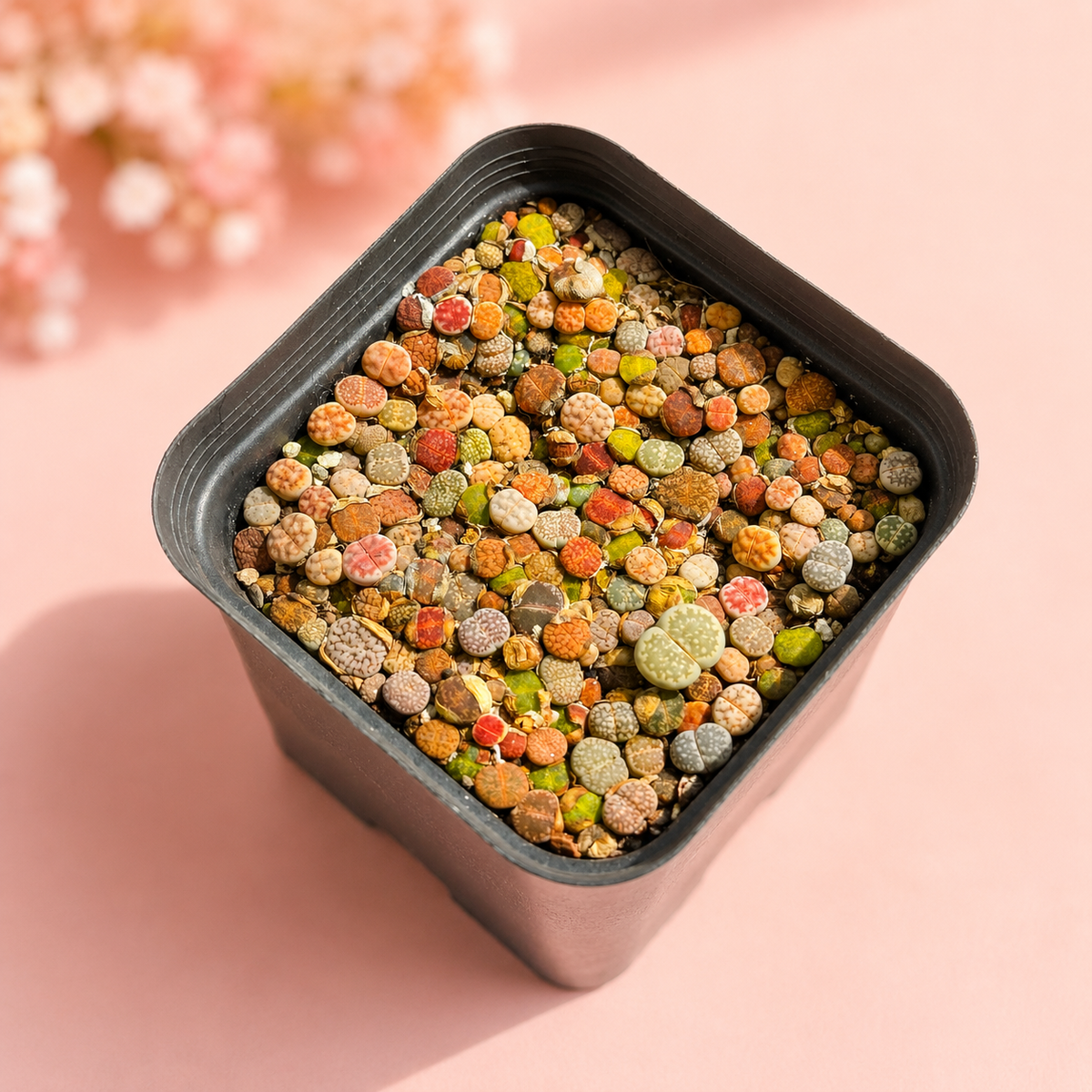 Mixed Lithops Living Stones 100–120 Plants in 8cm Pot | Indoor Plant Gift, Housewarming Gift, Christmas Gift