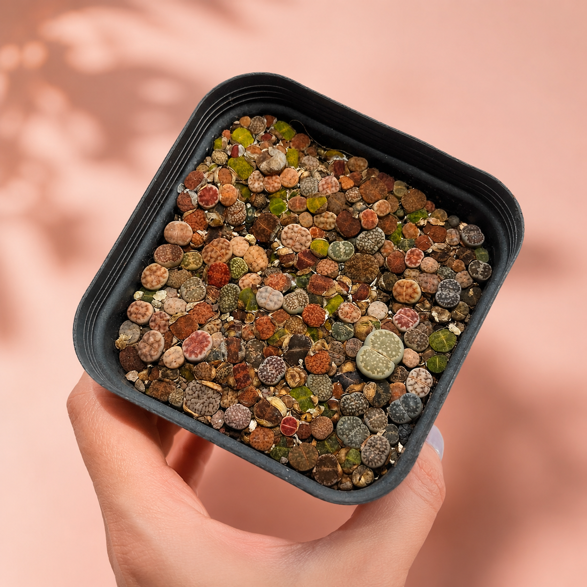 Mixed Lithops Living Stones 100–120 Plants in 8cm Pot | Indoor Plant Gift, Housewarming Gift, Christmas Gift