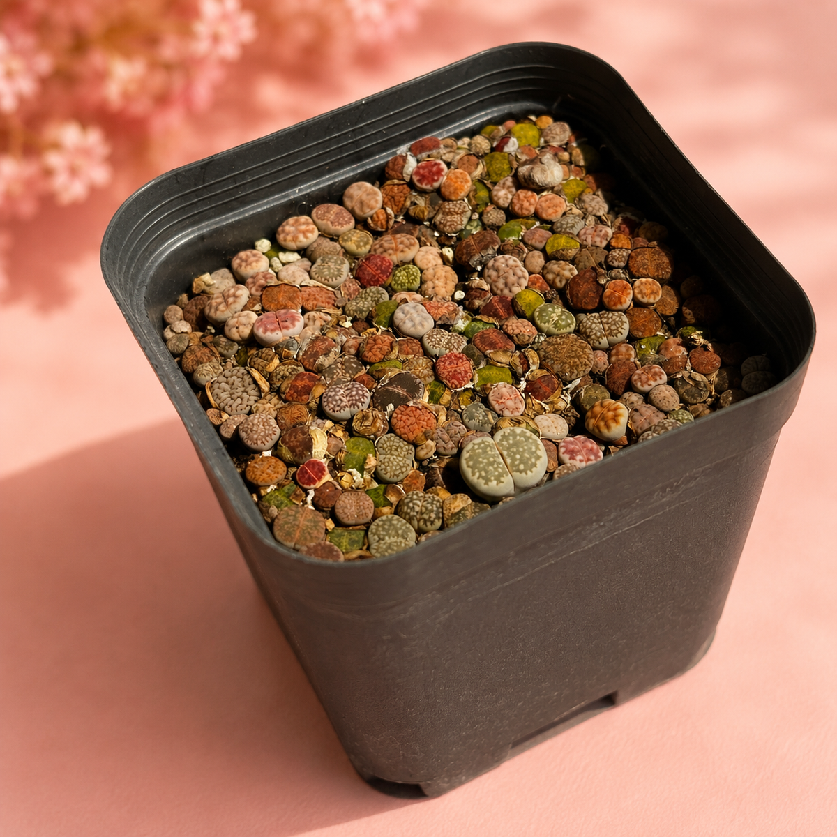 Mixed Lithops Living Stones 100–120 Plants in 8cm Pot | Indoor Plant Gift, Housewarming Gift, Christmas Gift