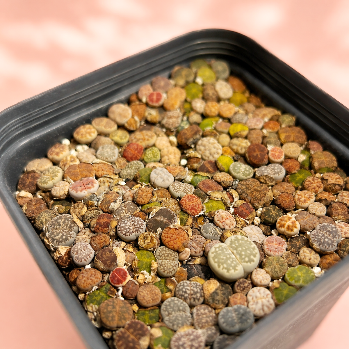 Mixed Lithops Living Stones 100–120 Plants in 8cm Pot | Indoor Plant Gift, Housewarming Gift, Christmas Gift