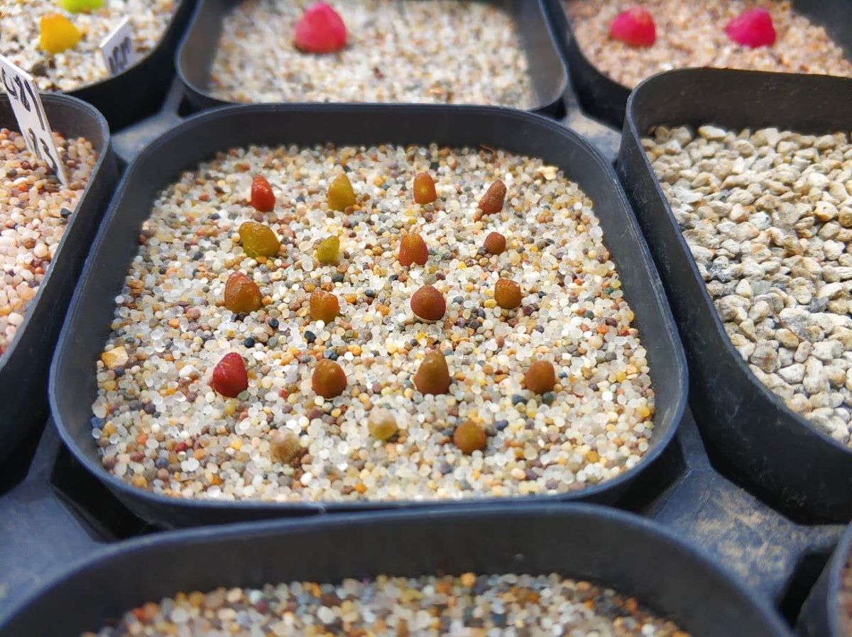 Conophytum Seed, Hyaluronic Lips, Rare Succulent Seeds for Home Growing, Home-Grown Succulent Varieties