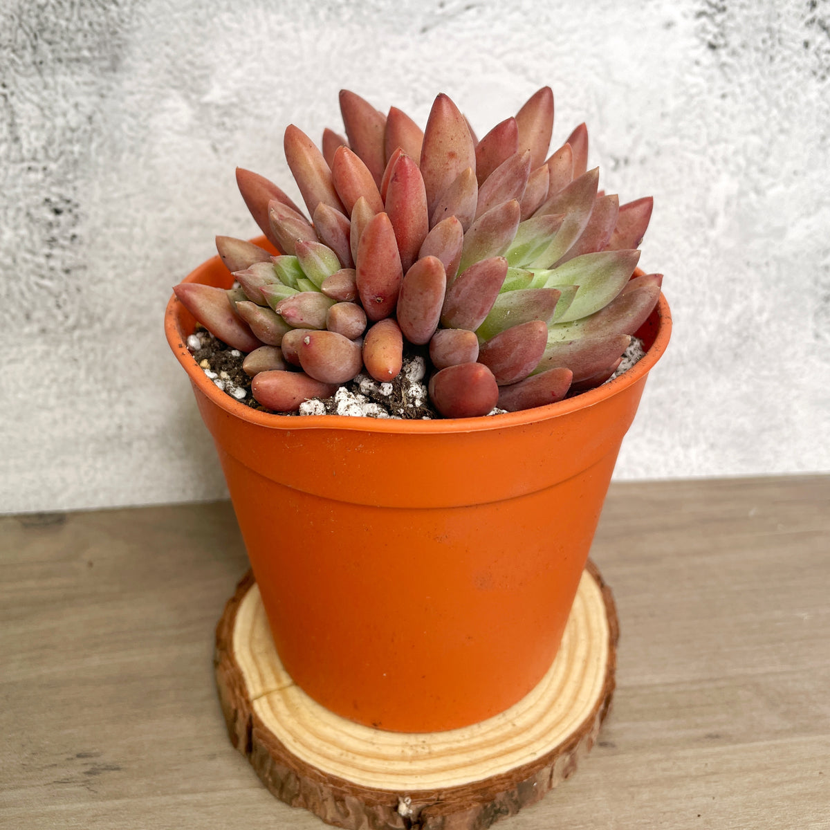 Pink Clumping Rosette Succulent - Chic Chic Plants