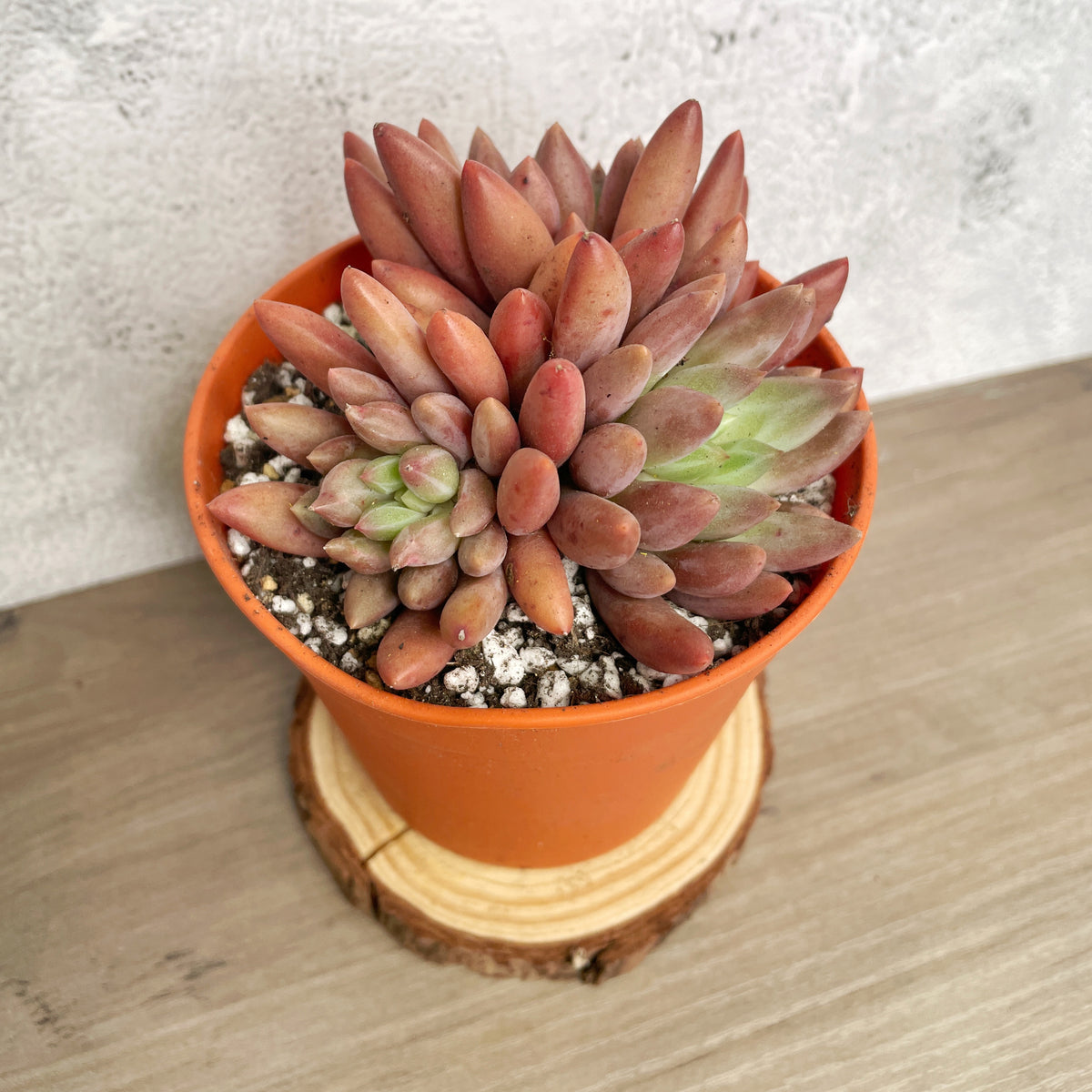 Pink Clumping Rosette Succulent - Chic Chic Plants