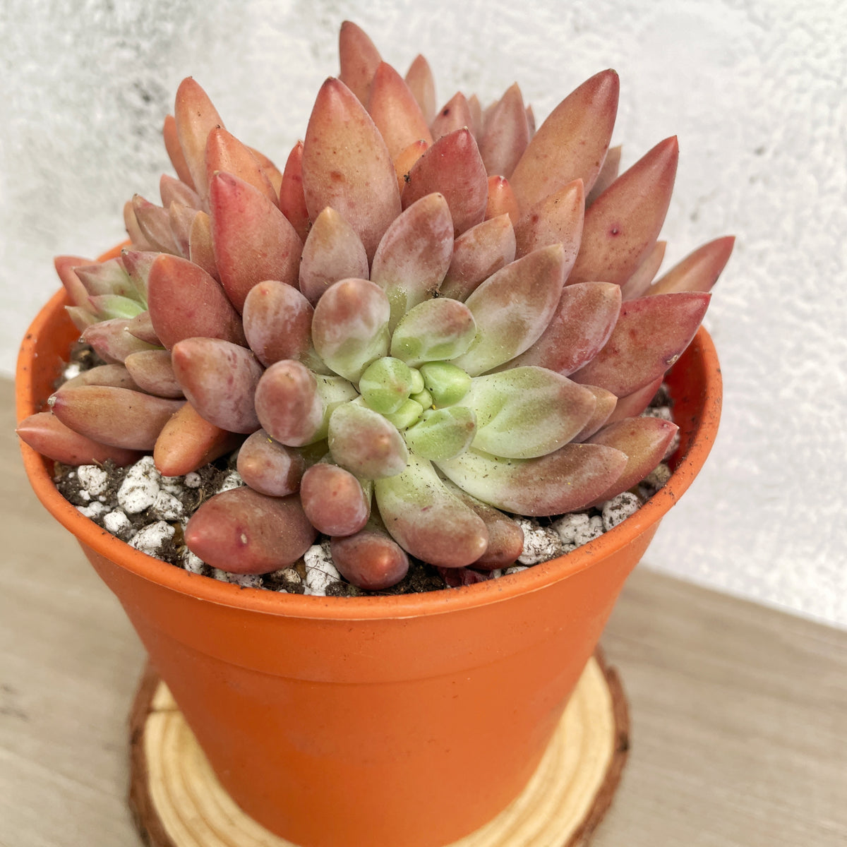 Pink Clumping Rosette Succulent - Chic Chic Plants