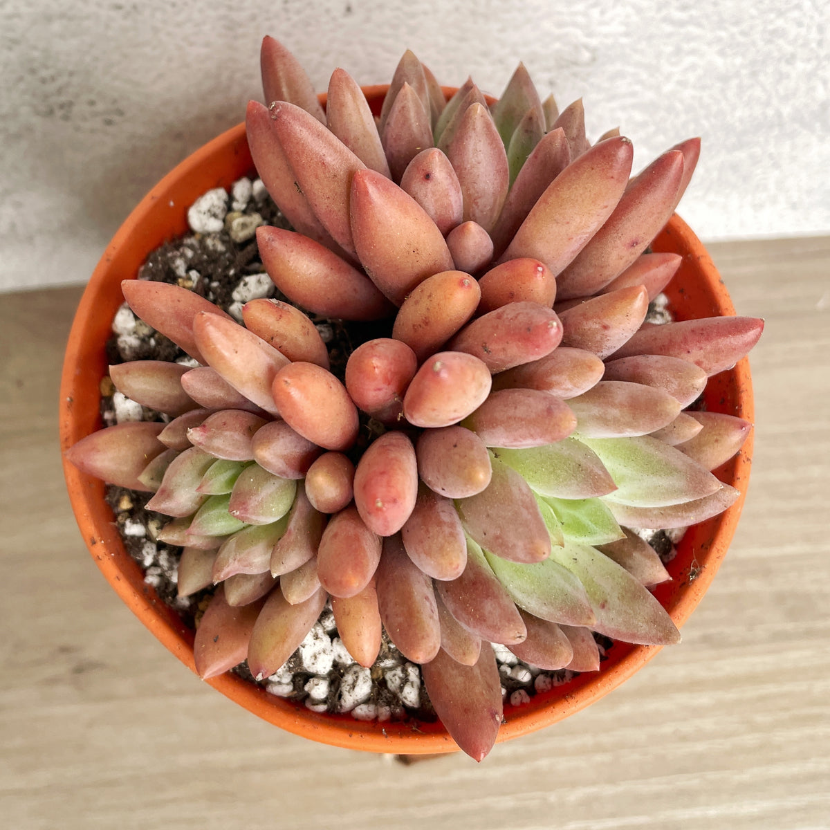 Pink Clumping Rosette Succulent - Chic Chic Plants