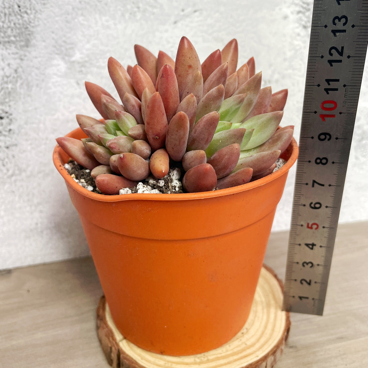 Pink Clumping Rosette Succulent - Chic Chic Plants