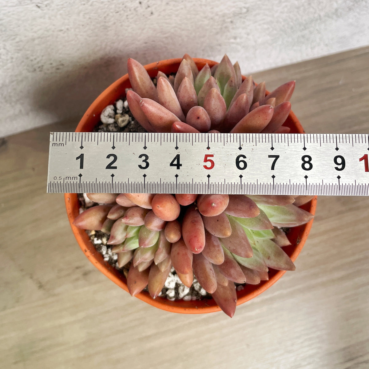 Pink Clumping Rosette Succulent - Chic Chic Plants