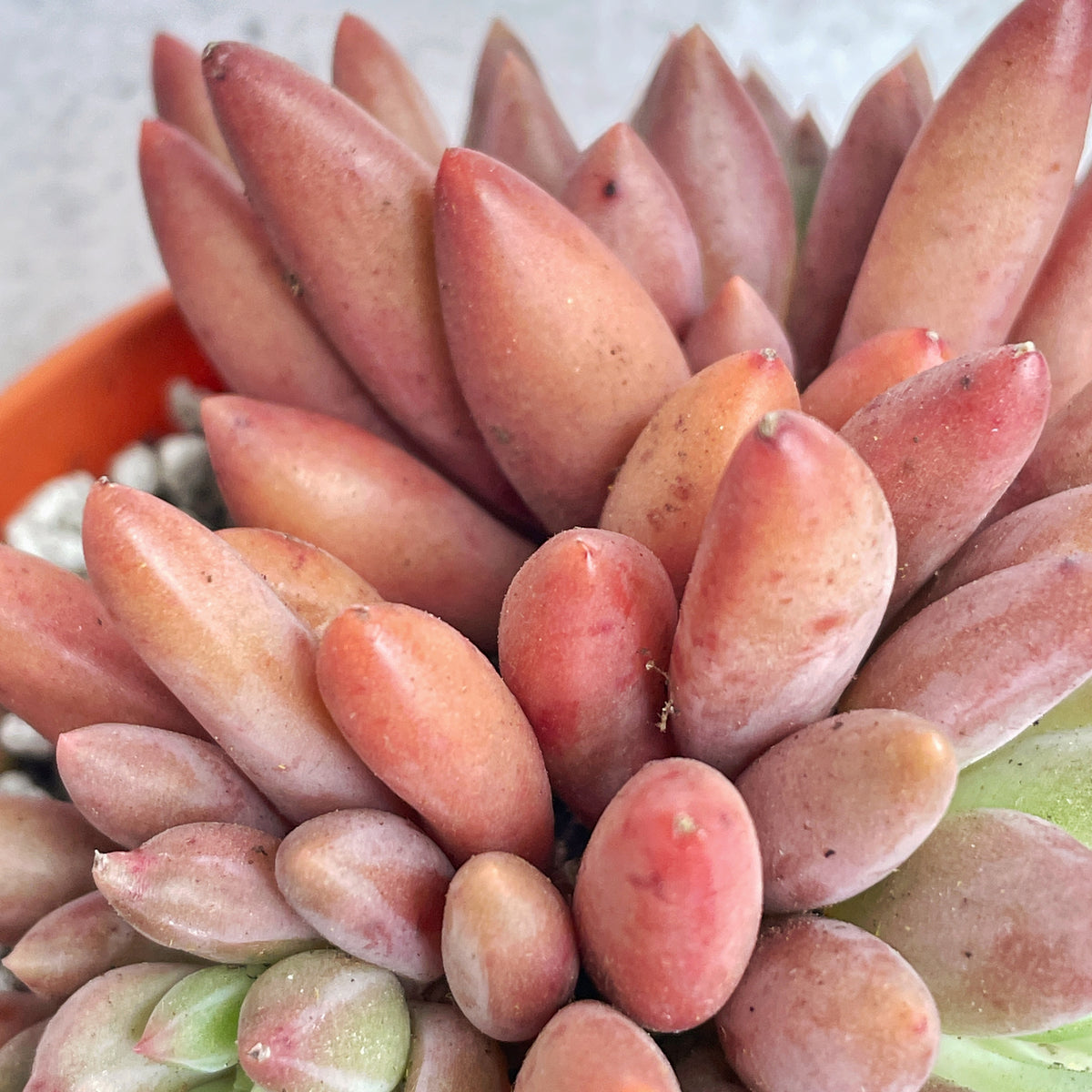 Pink Clumping Rosette Succulent - Chic Chic Plants