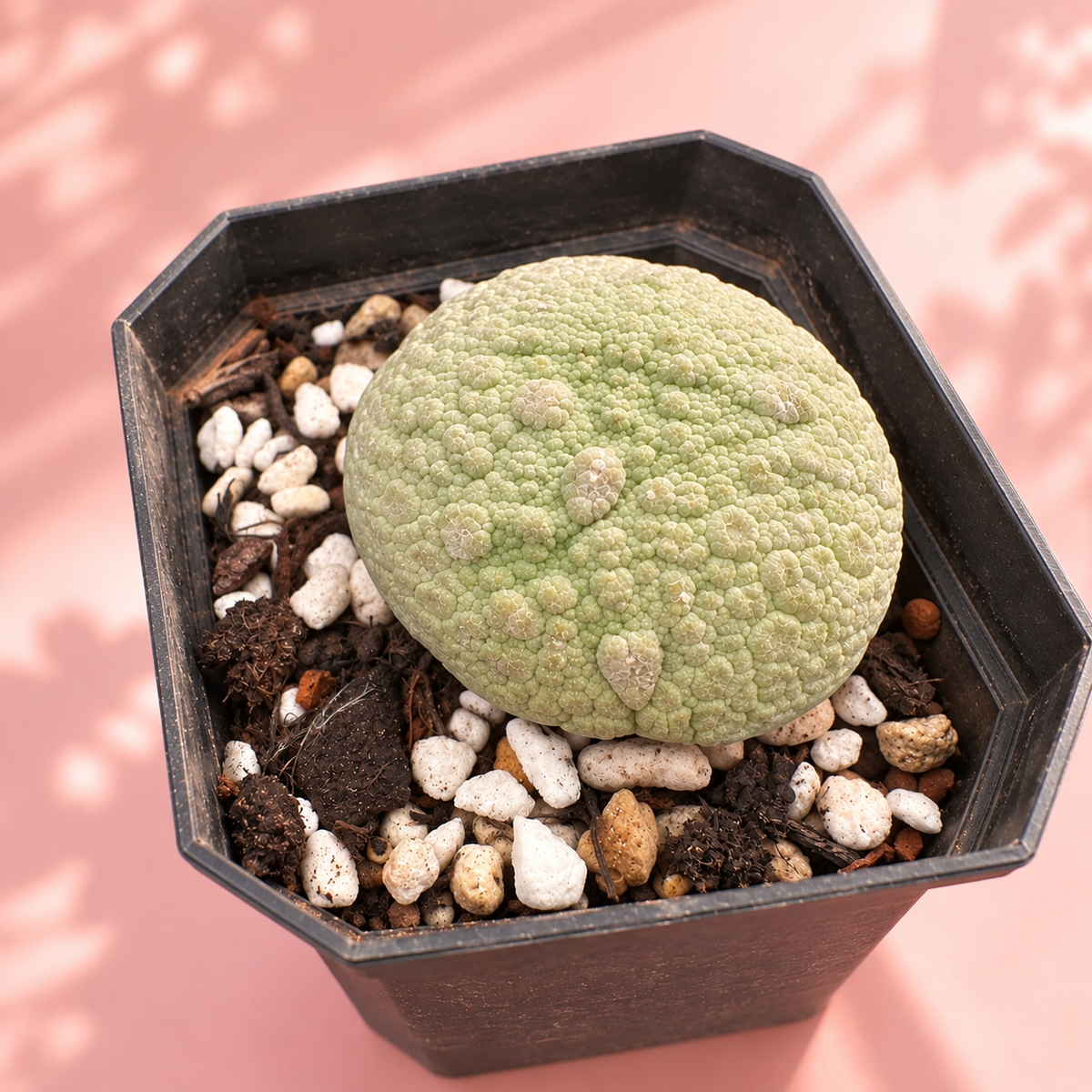 Pseudolithos migiurtinus Live Succulent Plant in 6cm Nursery Pot
