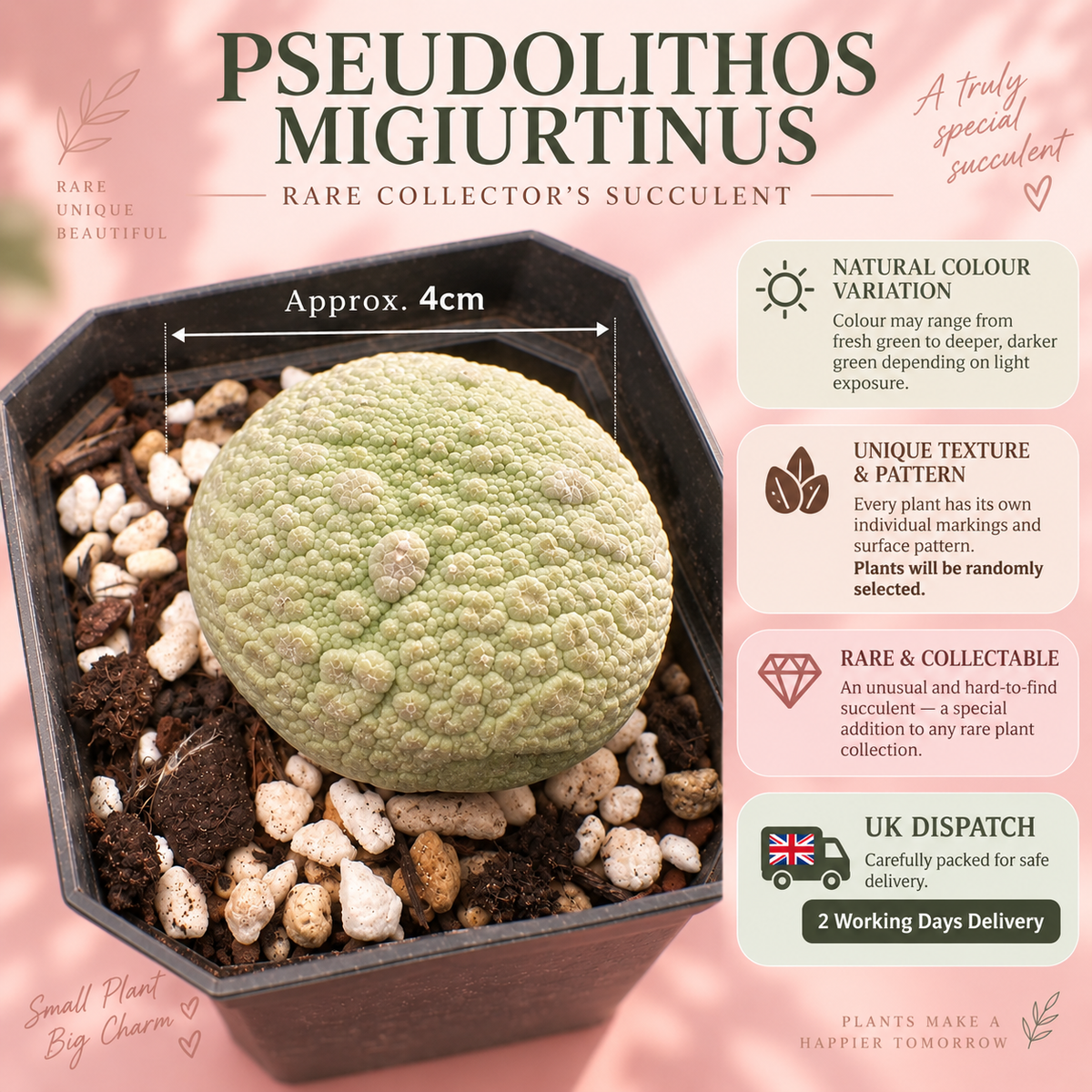 Pseudolithos migiurtinus Live Succulent Plant in 6cm Nursery Pot