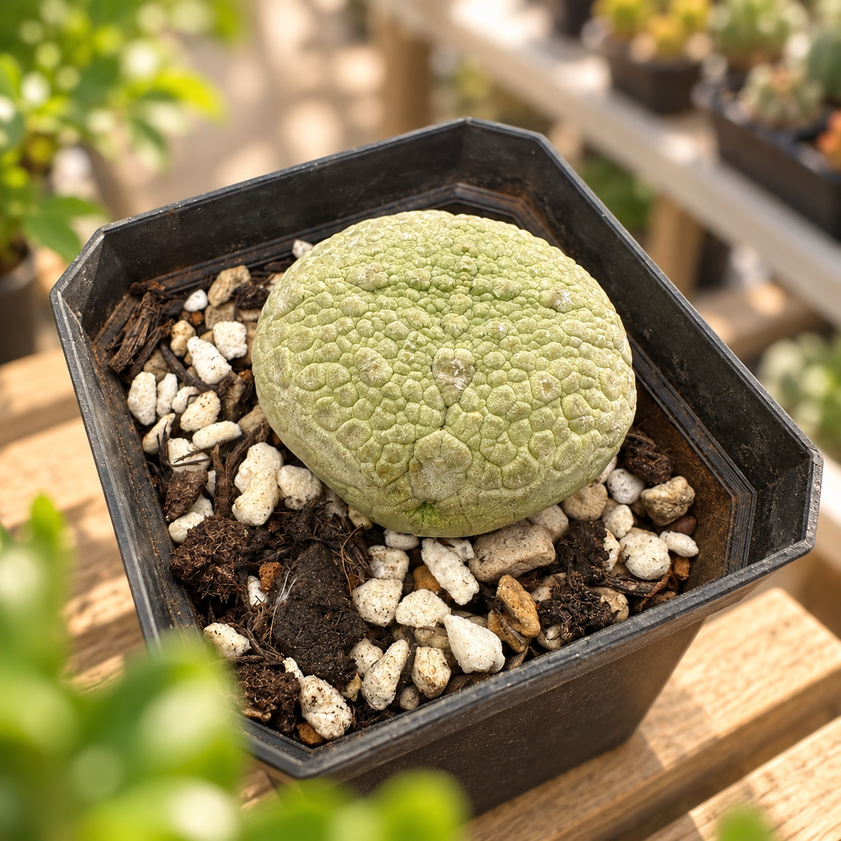 Pseudolithos migiurtinus Live Succulent Plant in 6cm Nursery Pot