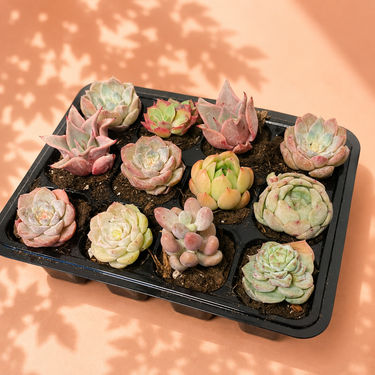 Random Mixed Succulent Cuttings Bare Root | DIY Succulent Collection | Optional Premium Succulent Soil