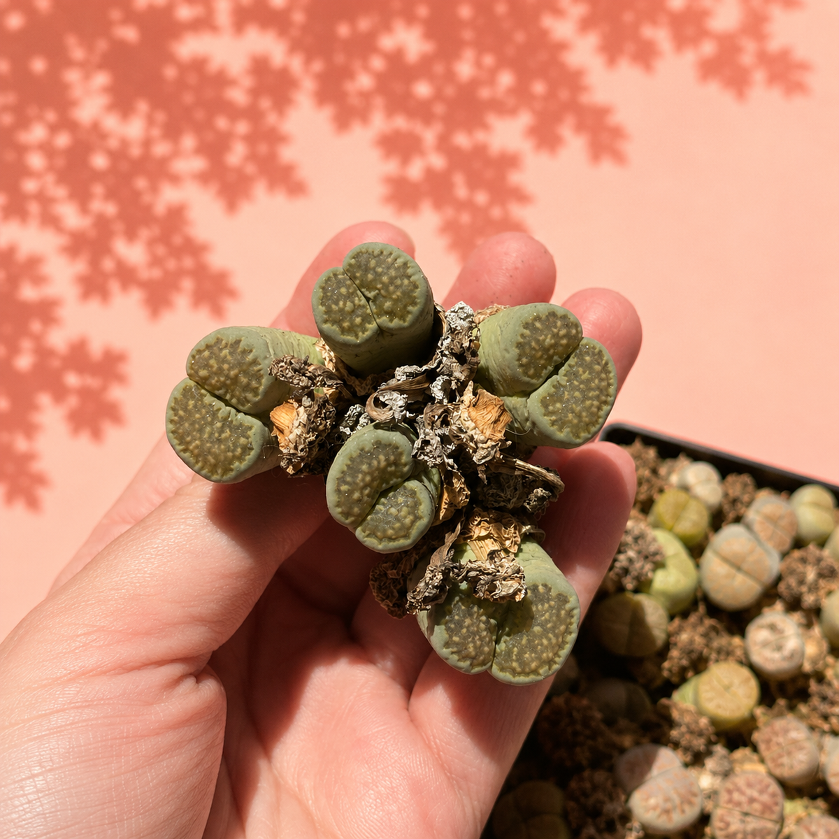 Rare Lithops Mother Plant Multi Head Living Stones Bare Root