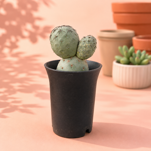 A small round green cactus in a matte black plastic pot, set against a warm peach background with soft leaf shadows and blurred terracotta pots.