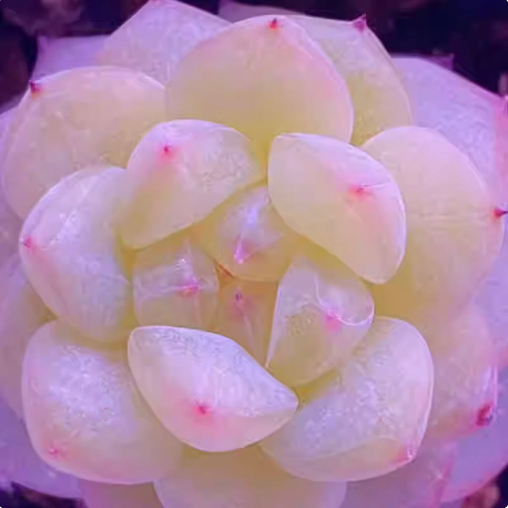 Echeveria Seeds, Rare Succulent Seeds for Home Growing, Home-Grown Succulent Varieties