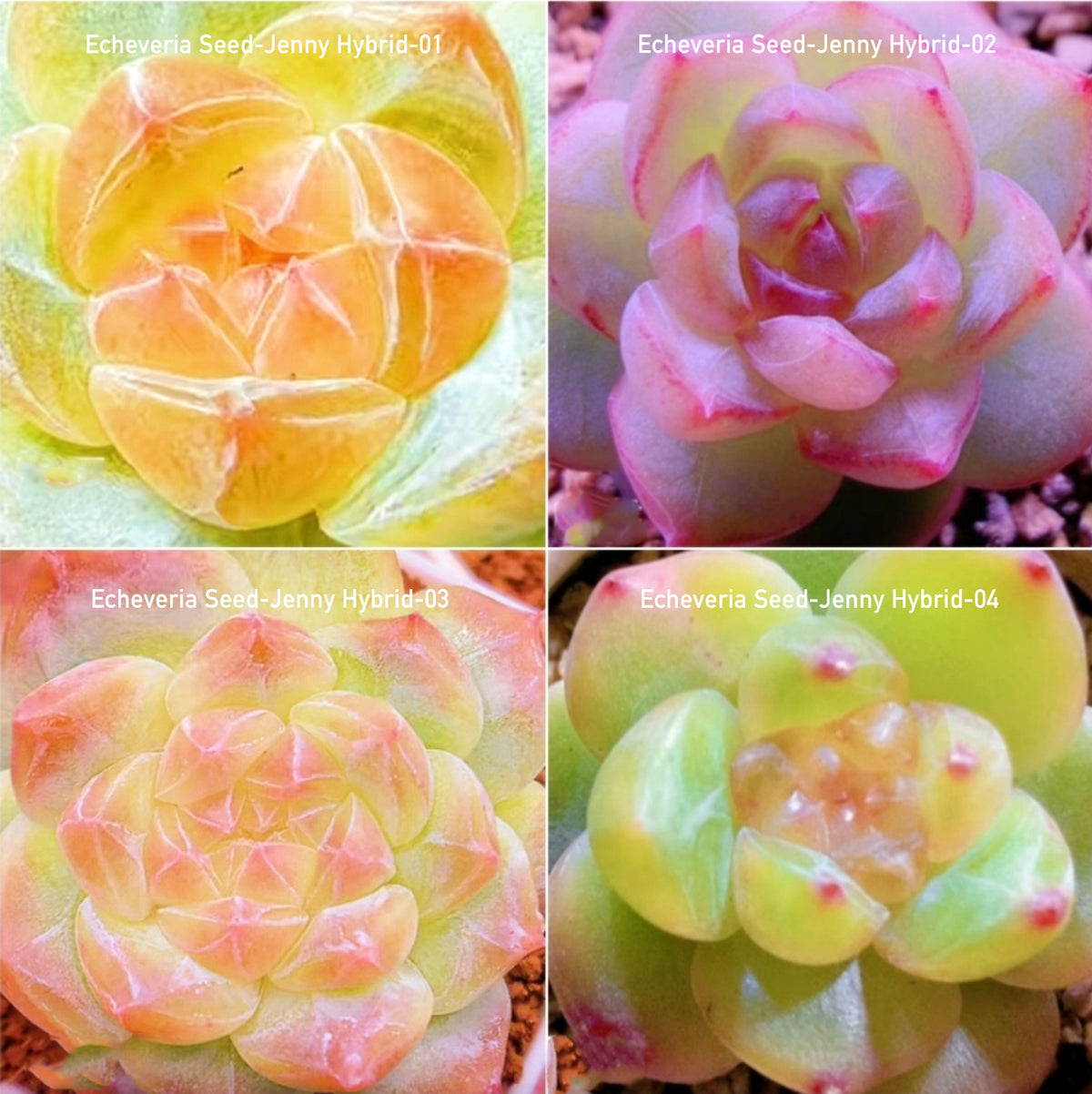 Echeveria Seeds, Rare Succulent Seeds for Home Growing, Home-Grown Succulent Varieties