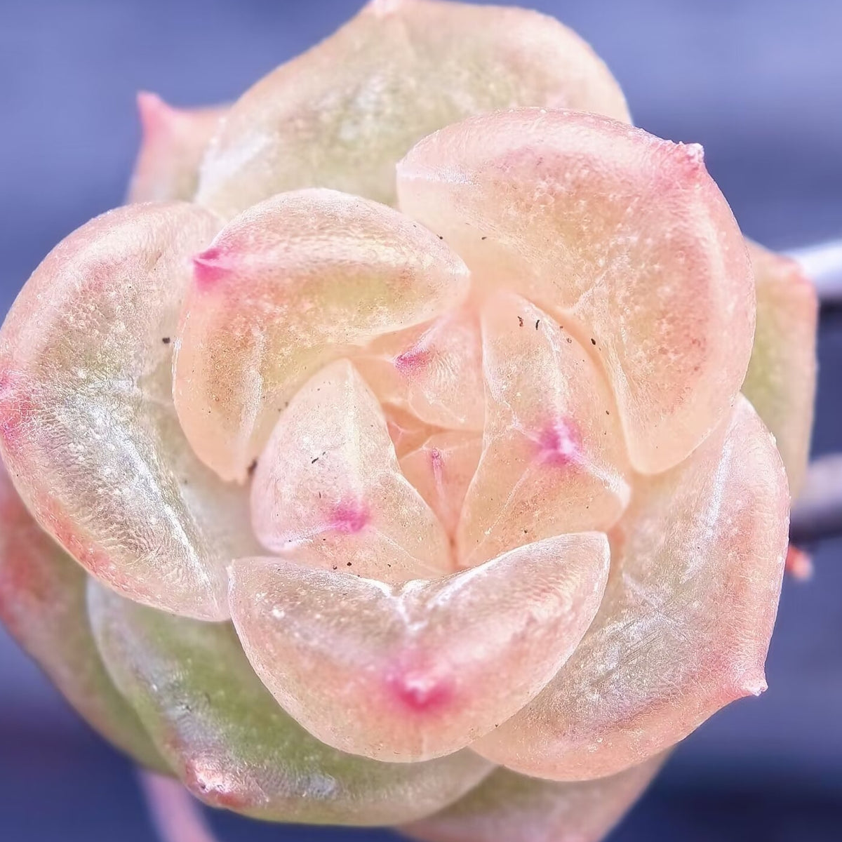 Echeveria Seeds, Rare Succulent Seeds for Home Growing, Home-Grown Succulent Varieties