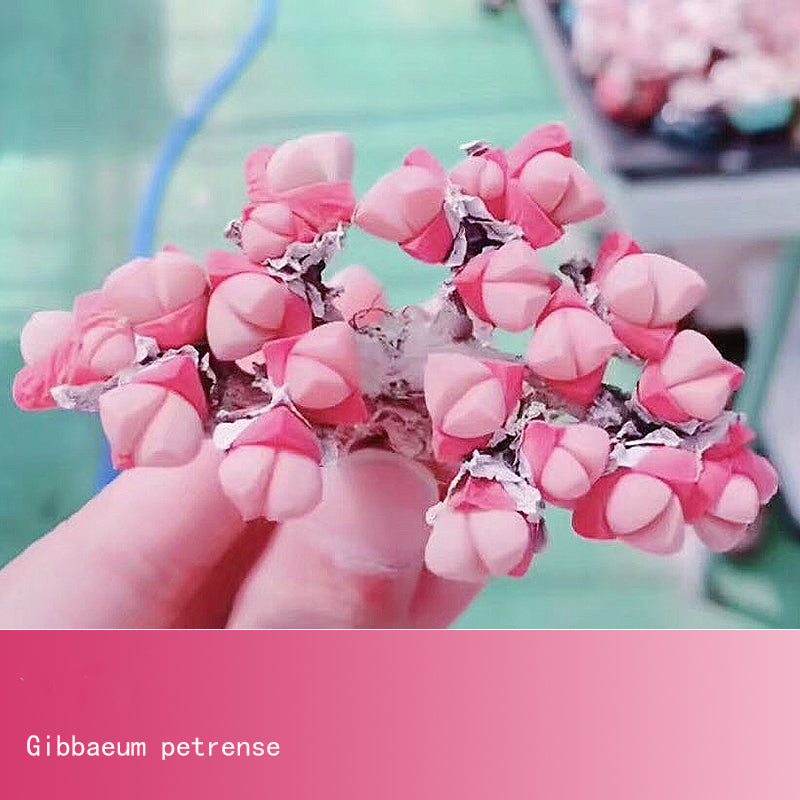 Gibbaeum Succulent Seeds – Mesemb Plant Seeds for Sowing, Propagation & Growing