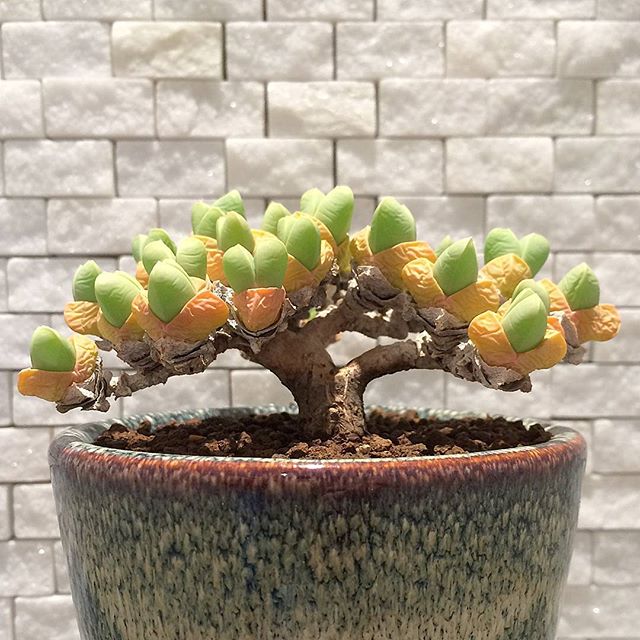 Gibbaeum Succulent Seeds – Mesemb Plant Seeds for Sowing, Propagation & Growing