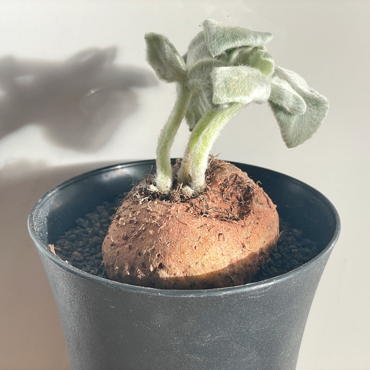 SINNINGIA LEUCOTRICHA 'Brazilian Edelweiss' Succulent Cactus, Caudiciform plant - 0