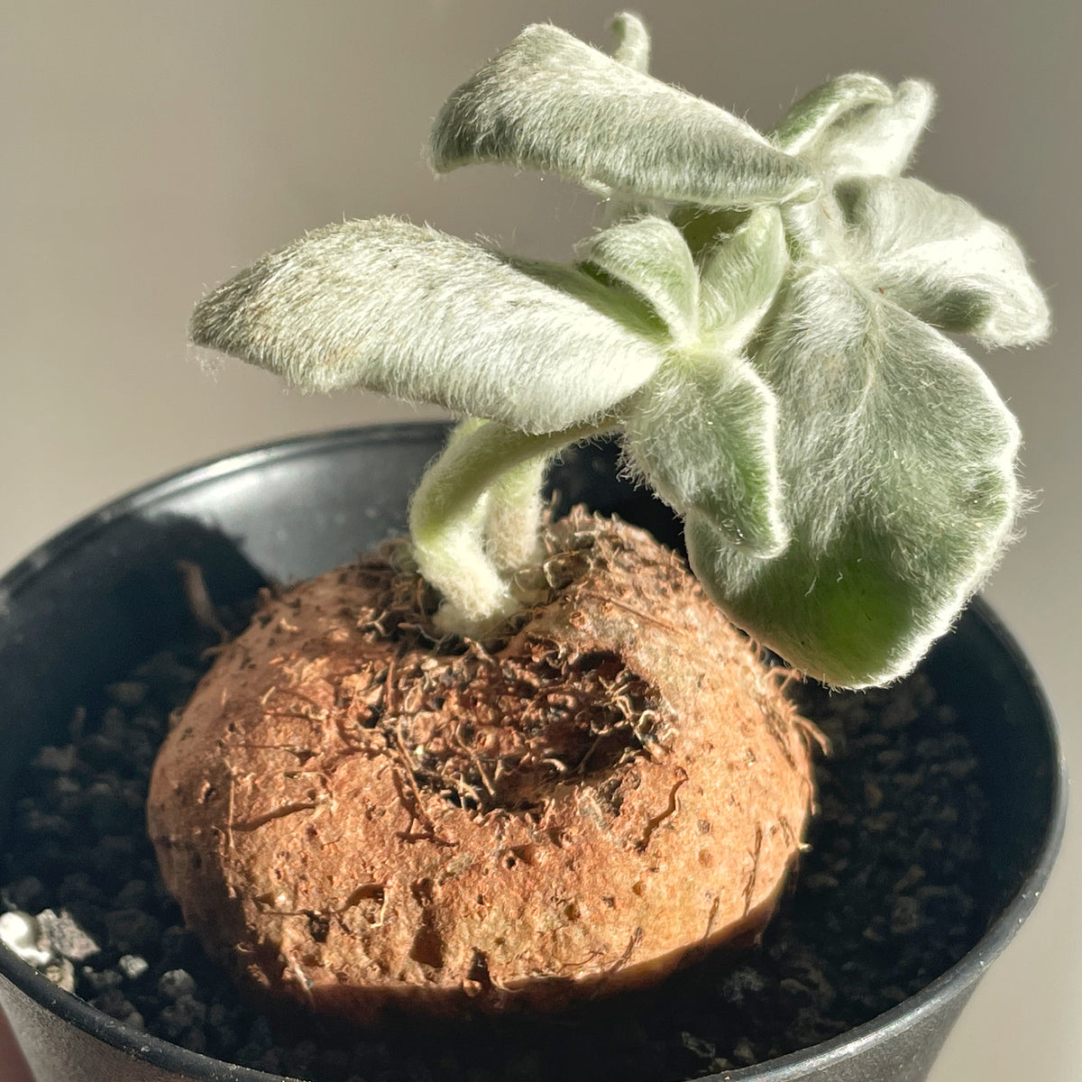 SINNINGIA LEUCOTRICHA 'Brazilian Edelweiss' Succulent Cactus, Caudiciform plant - 0