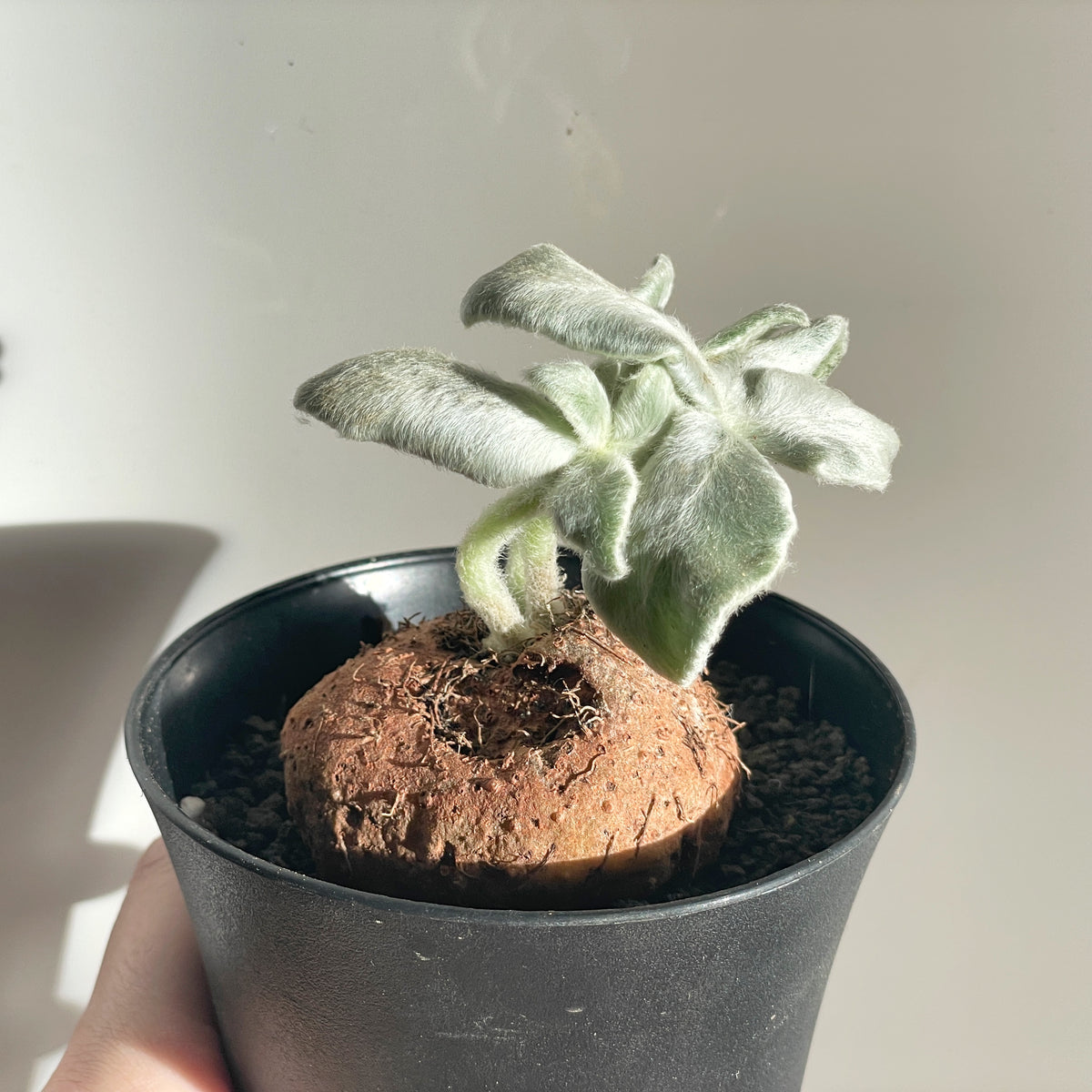 SINNINGIA LEUCOTRICHA 'Brazilian Edelweiss' Succulent Cactus, Caudiciform plant - 0