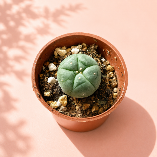 A small green succulent cactus in a terracotta-colored plastic pot, set against a warm peach-pink background with soft leaf shadows.