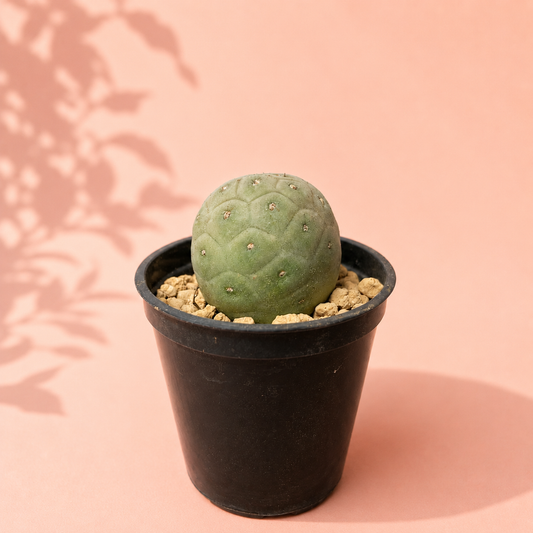 A small green cactus in a black plastic nursery pot filled with light tan gravel, set against a soft pink background with leaf shadows.