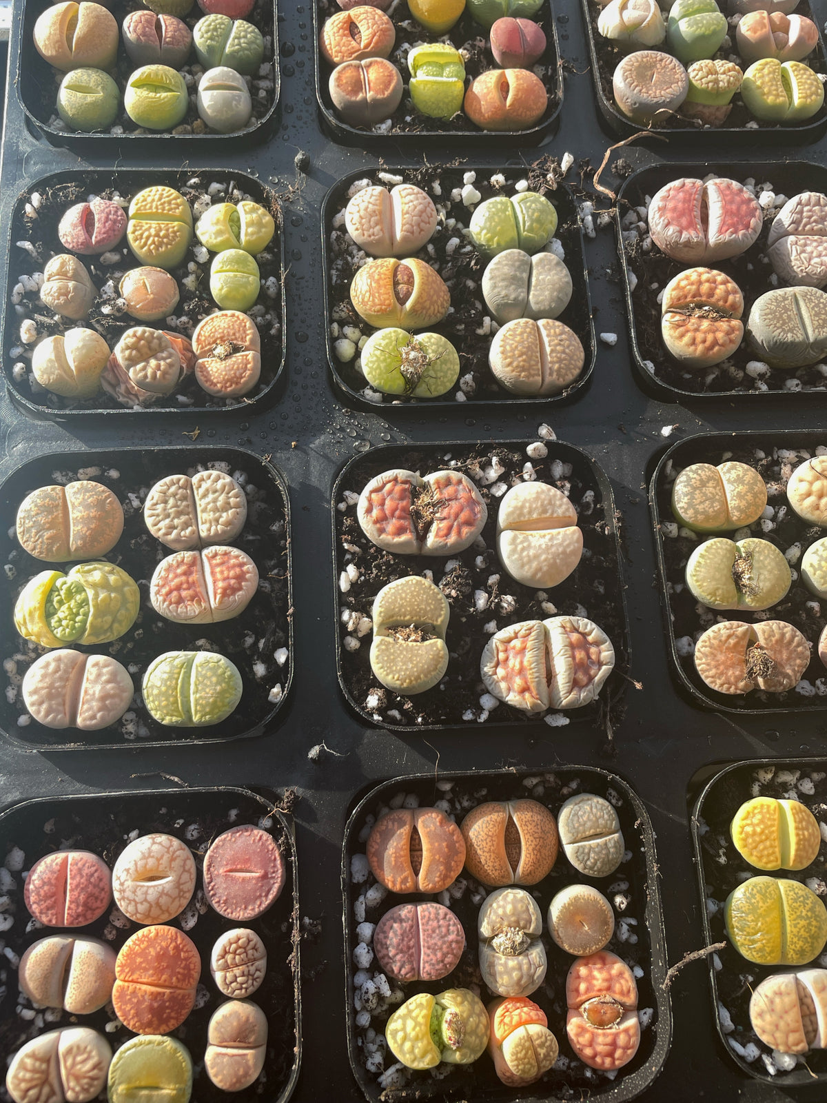 Vibrant Lithops Living Stones Plants - 0