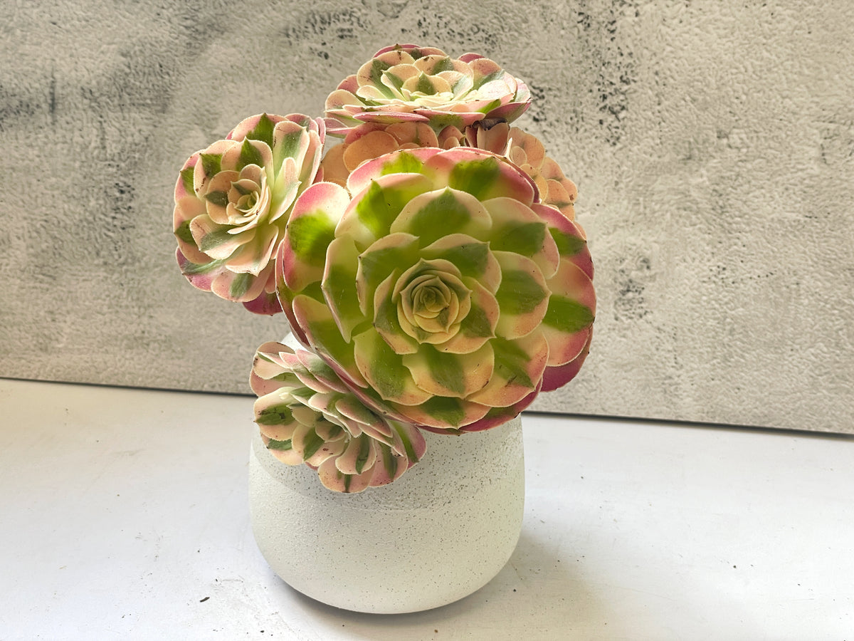 pink and green succulents