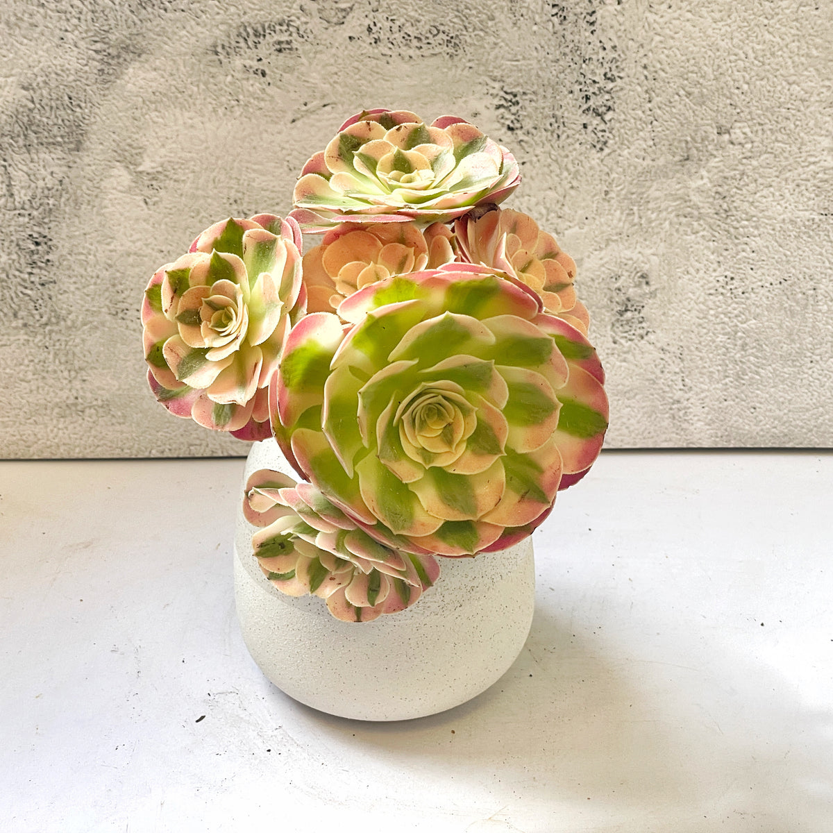 Colorful succulent plant in a white pot on a light surface with a textured gray background