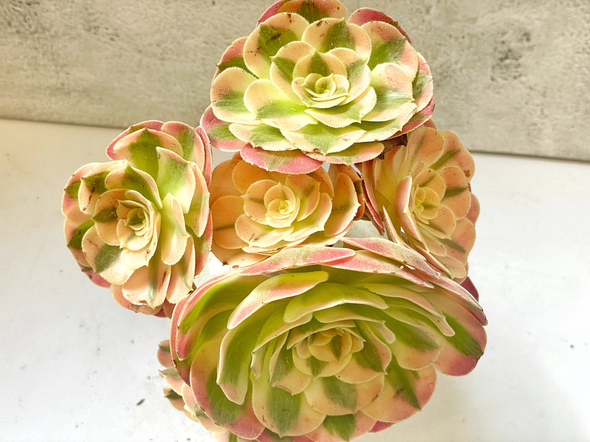 pink and green succulents
