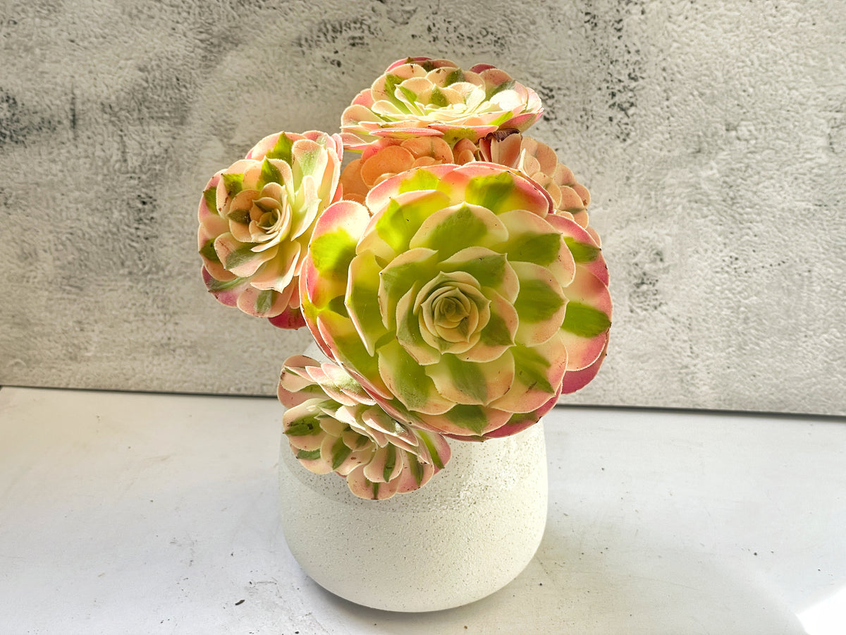 pink and green succulents