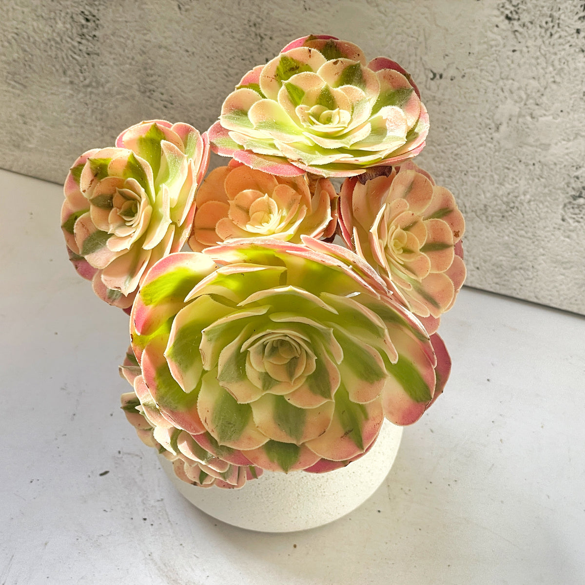 pink and green succulents