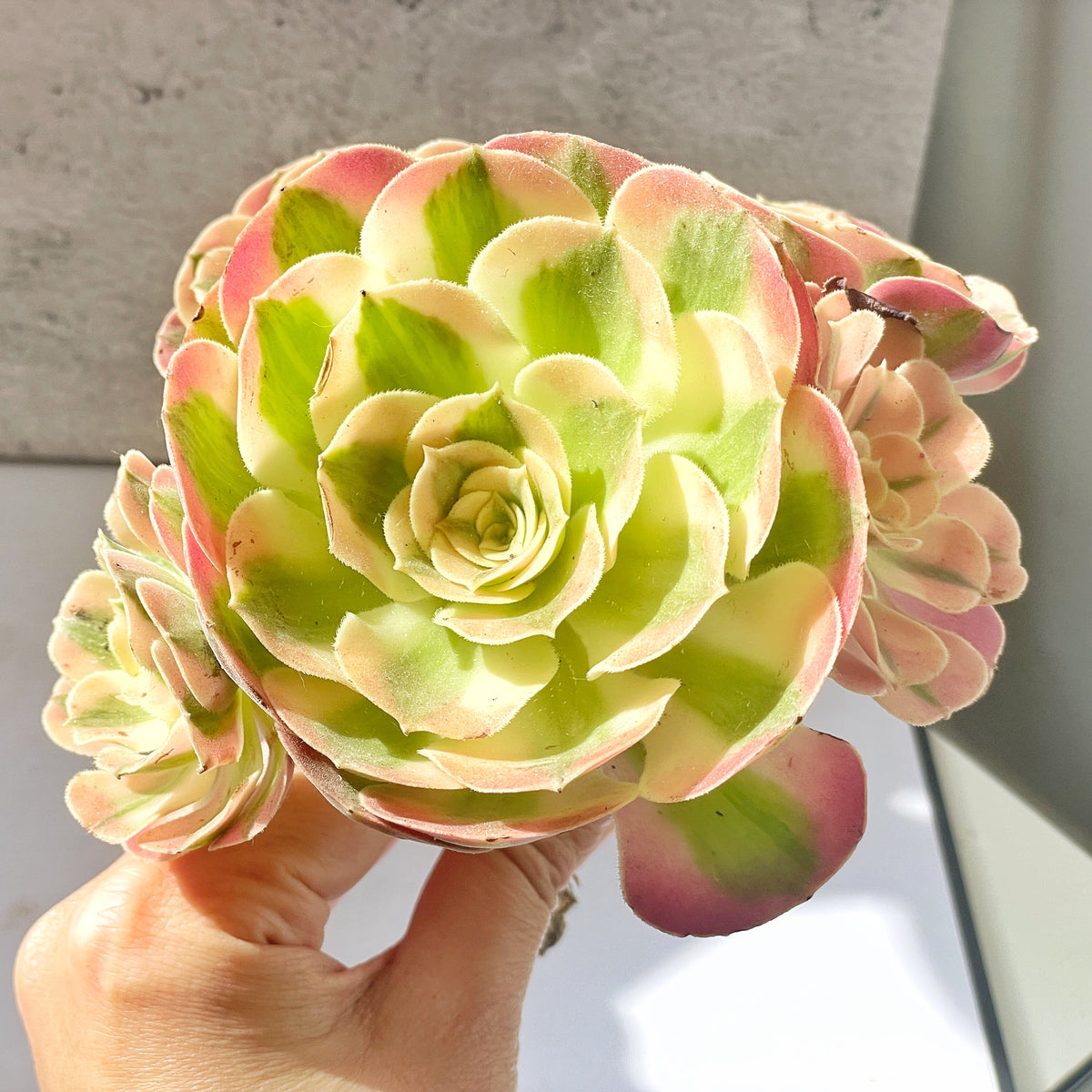 pink and green succulents