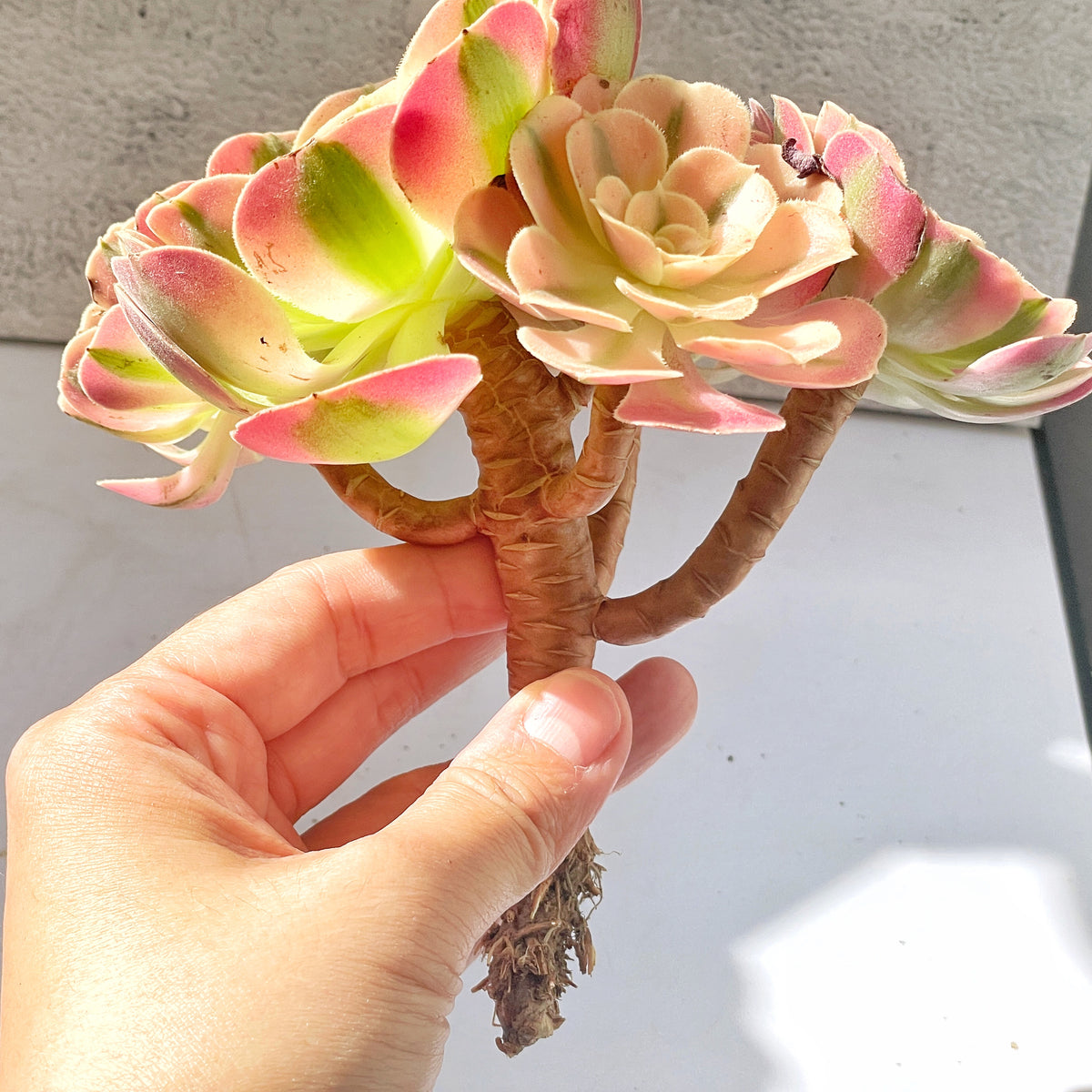 pink and green succulents