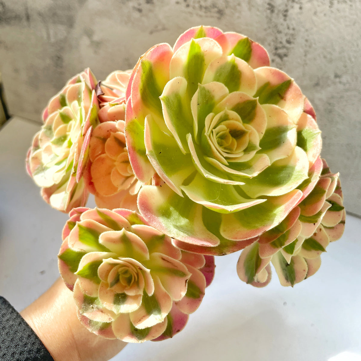 pink and green succulents