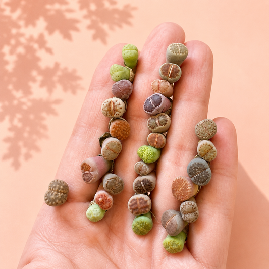 lithops, living stone