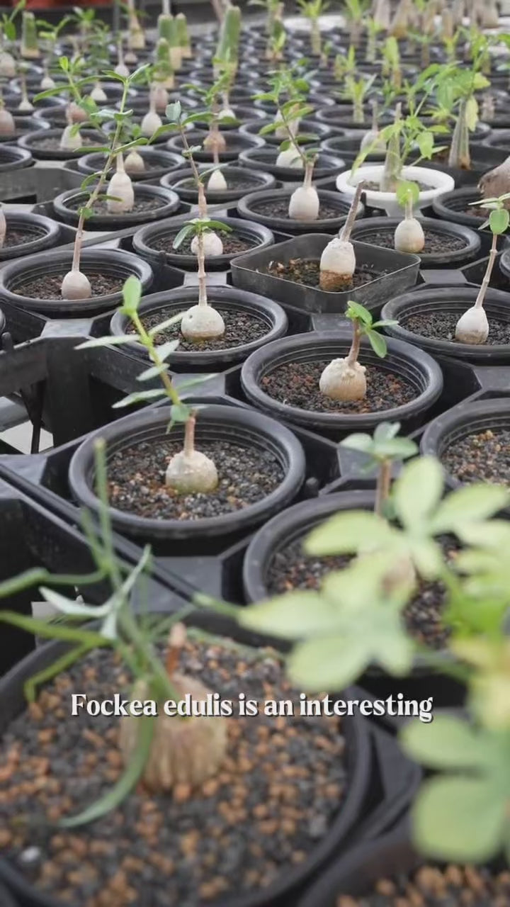 Fockea edula – Unique Caudex Plant