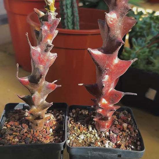 Beiselia mexicana 15cm Rare Mexican Caudex Succulent | Bare Root Collector Plant, Unusual Indoor Plant Gift, Christmas Gift