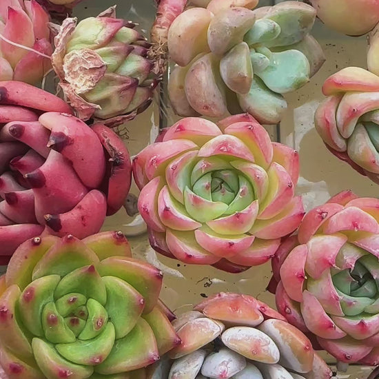 Random Mixed Succulent Cuttings Bare Root | DIY Succulent Collection | Optional Premium Succulent Soil
