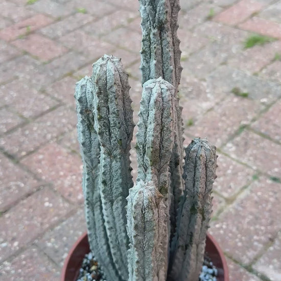 Rare Euphorbia abdelkuri Cement Column Succulent 08