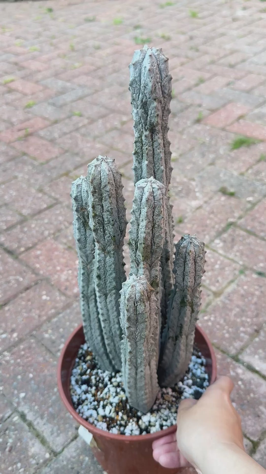 Rare Euphorbia abdelkuri Cement Column Succulent 08