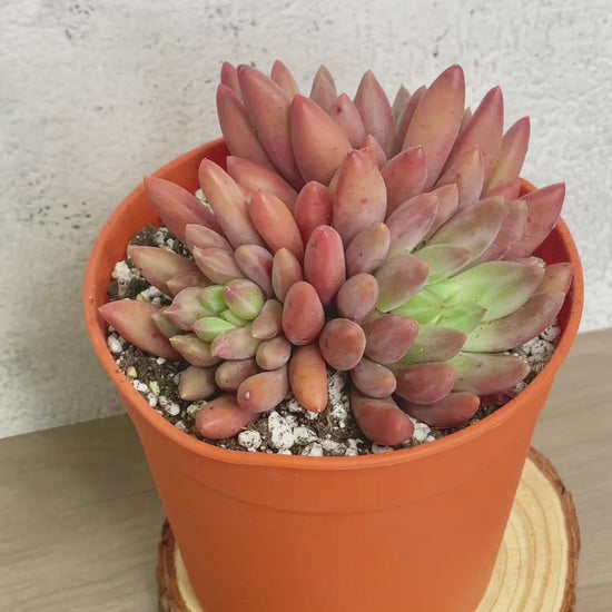 Pink Clumping Rosette Succulent - Chic Chic Plants