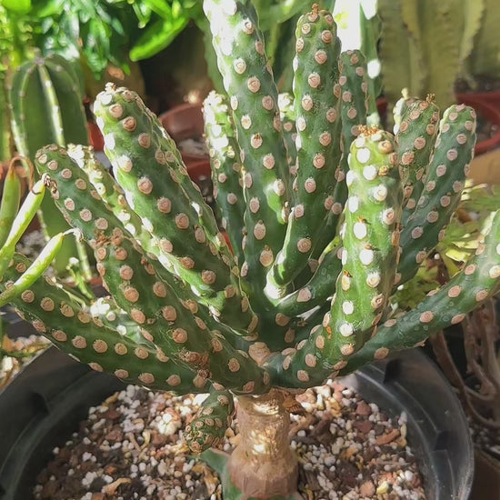 Giant Spineless Eve's Needle Cactus, Austrocylindropuntia Monstrosa | Rare Collector Plant Gift, Christmas Gift